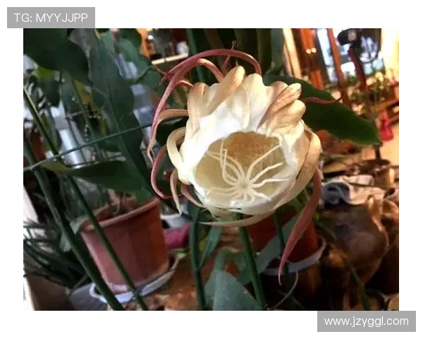 帕尔默高光表现能否持续：是否昙花一现